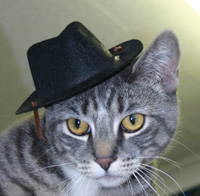 Phil Beddo Cat